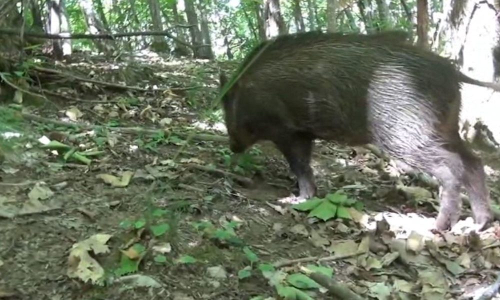 Appiano Gentile, invasione di cinghiali. Devastati 6 ettari di prato