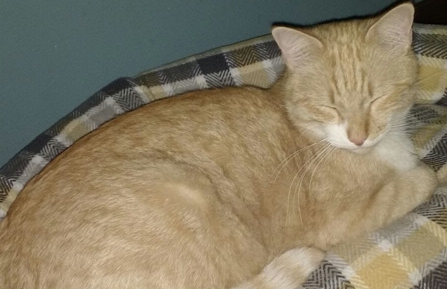 Microchip obbligatorio per i gatti dal 2020. Vale solo per i felini appena nati, adottati o acquistati