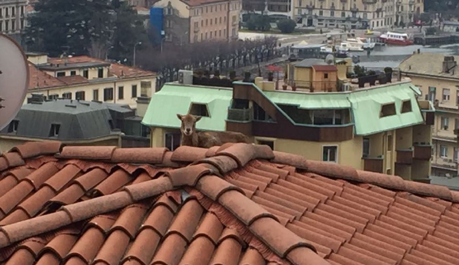 VIDEO/FOTO Via Prudenziana, c’è un muflone sul tetto. Lo salvano i vigili del fuoco