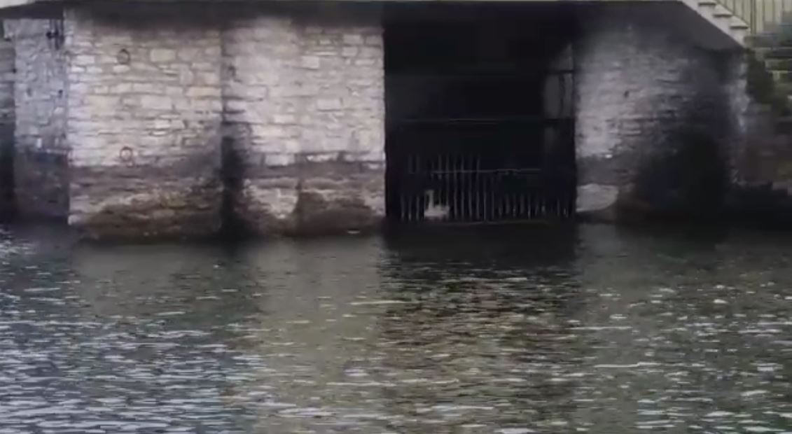 VIDEO Singolar tenzone tra cigni (maschi e arrabbiati), uno soccombe e resta chiuso in una darsena. Salvato