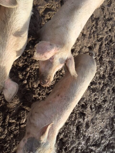 Fenegrò, sequestrati diciannove maiali denutriti e maltrattati