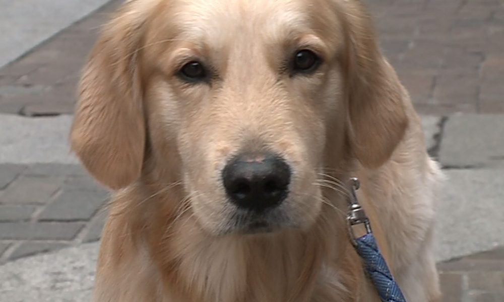 Animali, un decalogo per assisterli al meglio anche in questo periodo