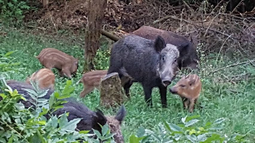 Caccia al cinghiale: le nuove regole in Lombardia