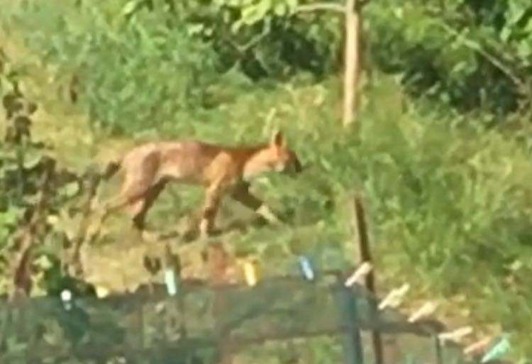 VIDEO – Casnate con Bernate: grosso felino tra i boschi. Le immagini