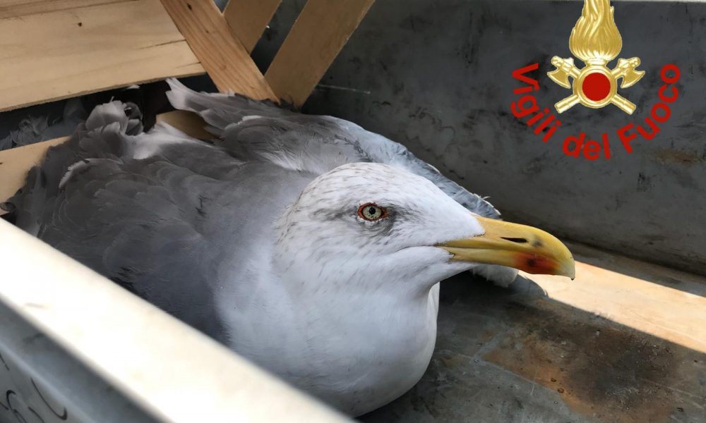 Laglio, i vigili del fuoco recuperano nel lago un gabbiano ferito