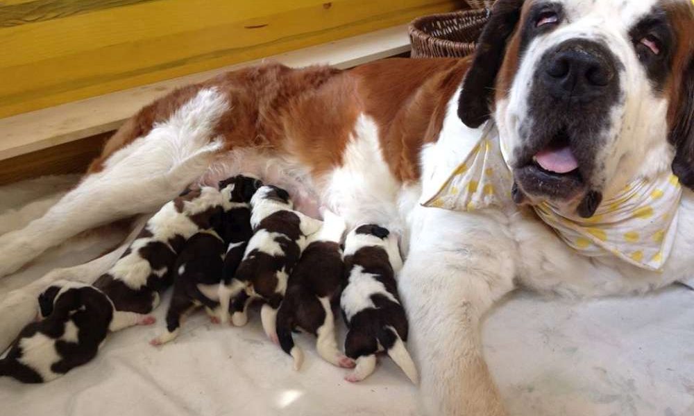 Cucciolata record, sette piccoli di San Bernardo nati sopra Cernobbio