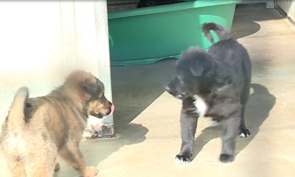 Traffico di cuccioli, sgominata banda. Sequestrati 150 animali