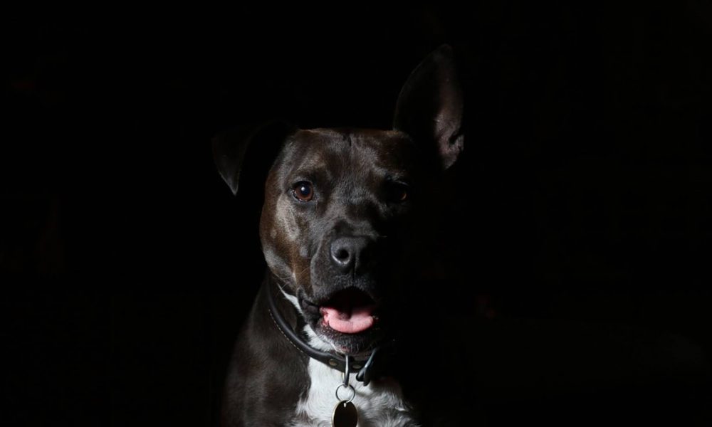 “Dammi i soldi o libero il cane”. Rapinatore minaccia una donna con un animale. Arrestato