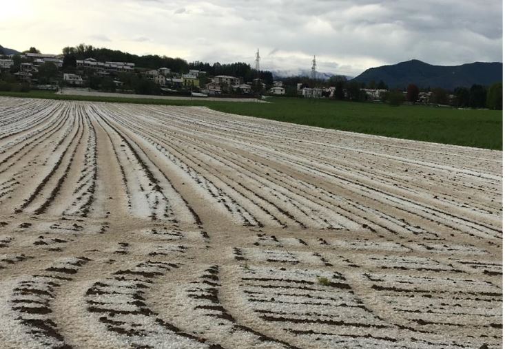 Temporali e grandine, l’agricoltura lariana conta i danni: compromessi raccolti e colture