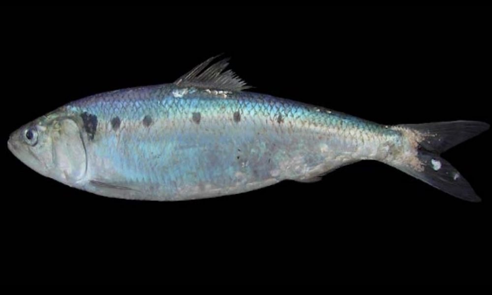 Lavarelli sempre più rari nel lago, uno studio per capire le cause del calo