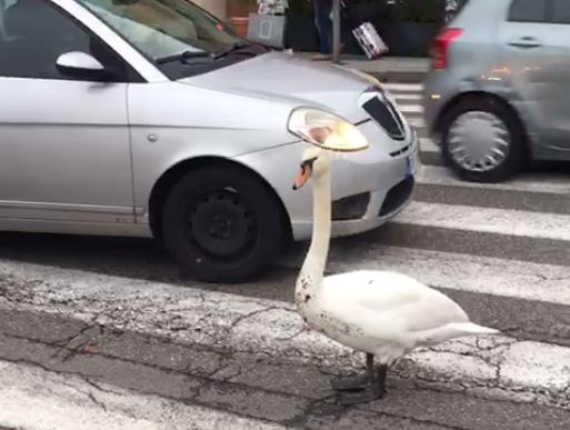 Lungolago, le immagini di un cigno bloccato in mezzo alla strada