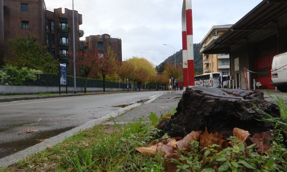L’appello di “Per Como Pulita”: “Dateci spazi verdi per piantare alberi in città”
