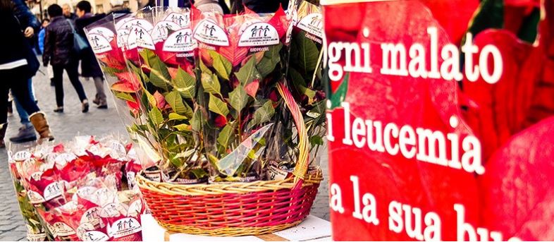 Stelle e alberelli di Natale in piazza. Solidarietà, ecco come sostenere la ricerca