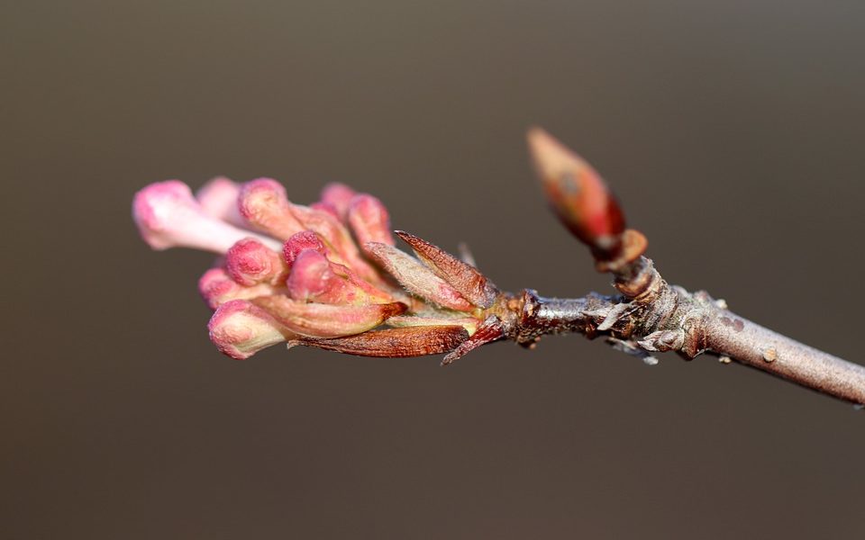 Como, temperature sopra i dieci gradi. Coldiretti: “Rischio sconvolgimento dei cicli della natura”
