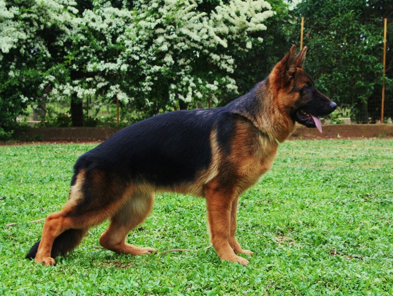 Arosio, imbianchino 59enne morso da un cane