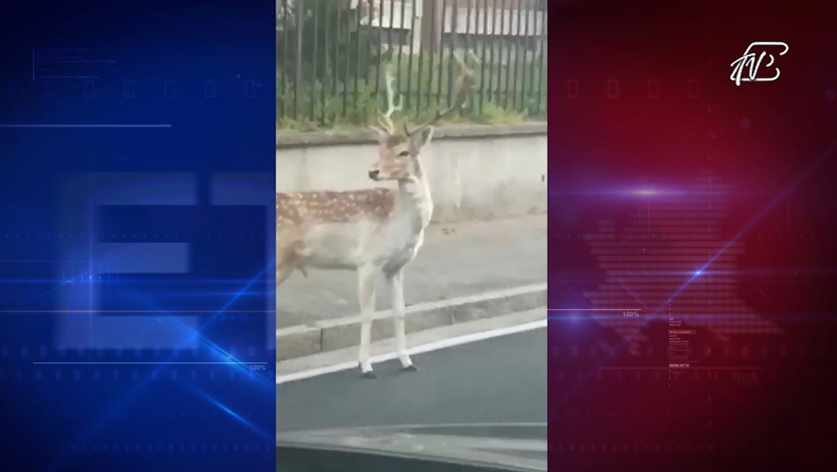 VIDEO – Un animale selvatico a spasso per le strade della provincia di Como