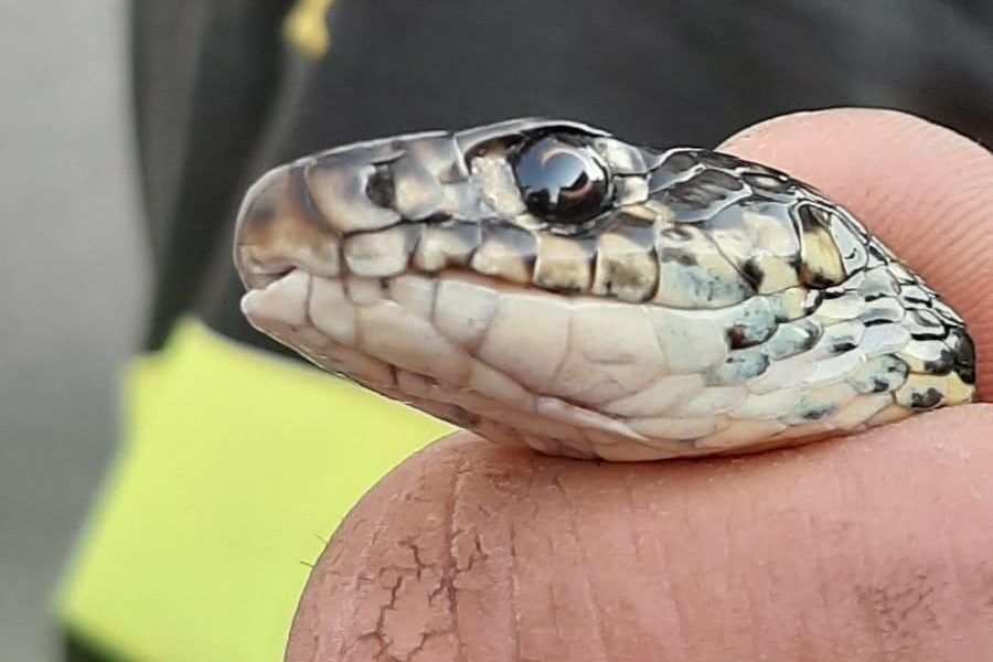A Como i vigili del fuoco hanno recuperato un serpente in un garage