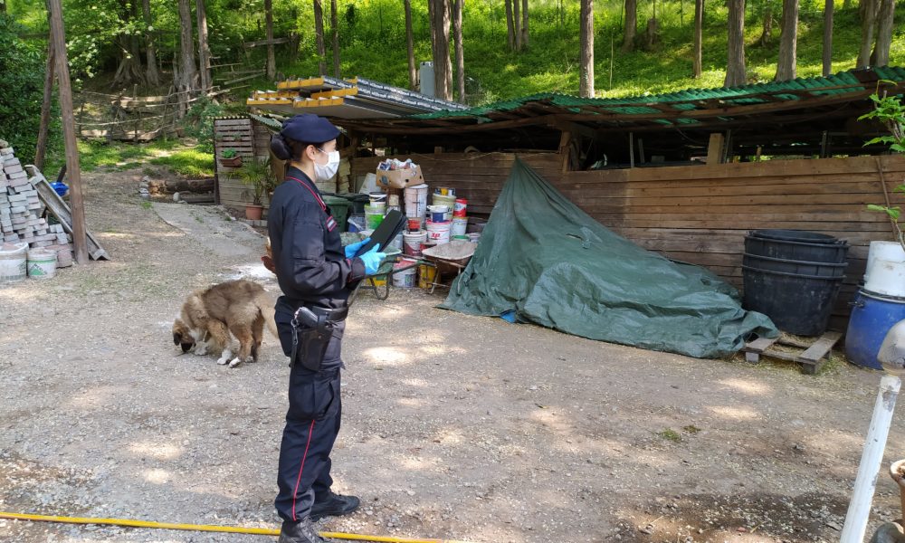 Monguzzo, azienda agricola abusiva, controlli dei carabinieri forestali, denunciato il titolare