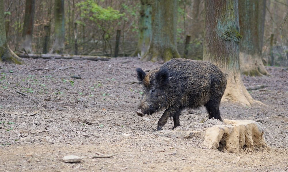 Cinghiali in via Napoleona, vicino alla guardia medica. Interviene l’Asst Lariana
