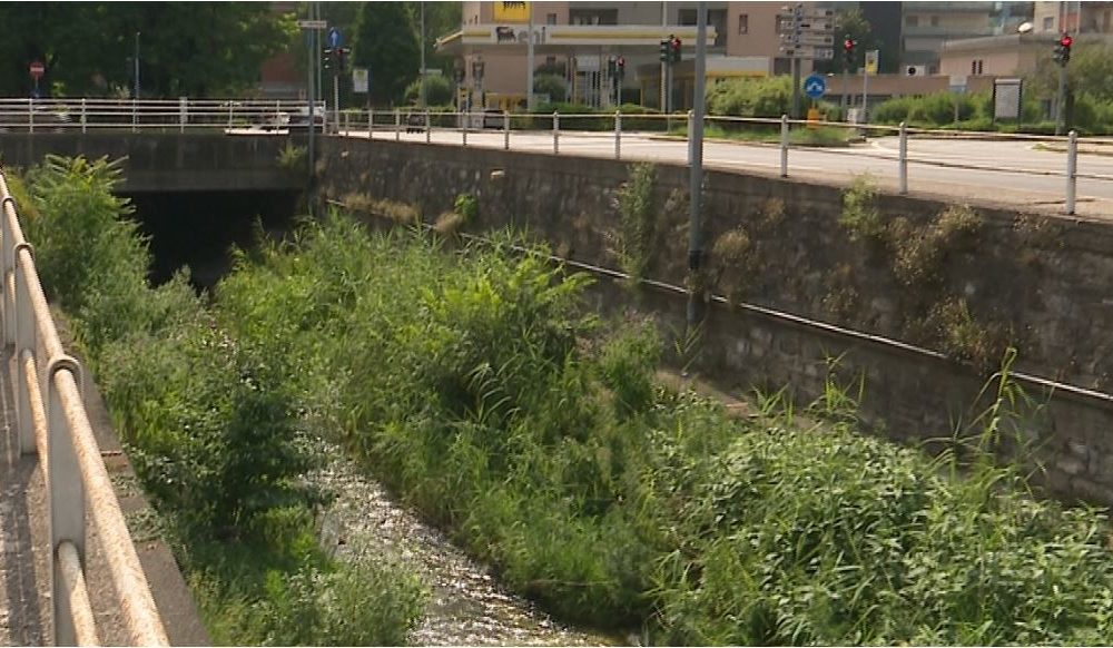 Como, Cosia invaso dal verde. Fiume in stato di abbandono