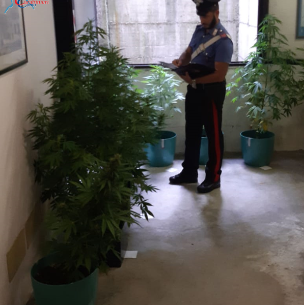 Marijuana in casa e spaccio, un arresto e una denuncia per due 38enni di Locate Varesino