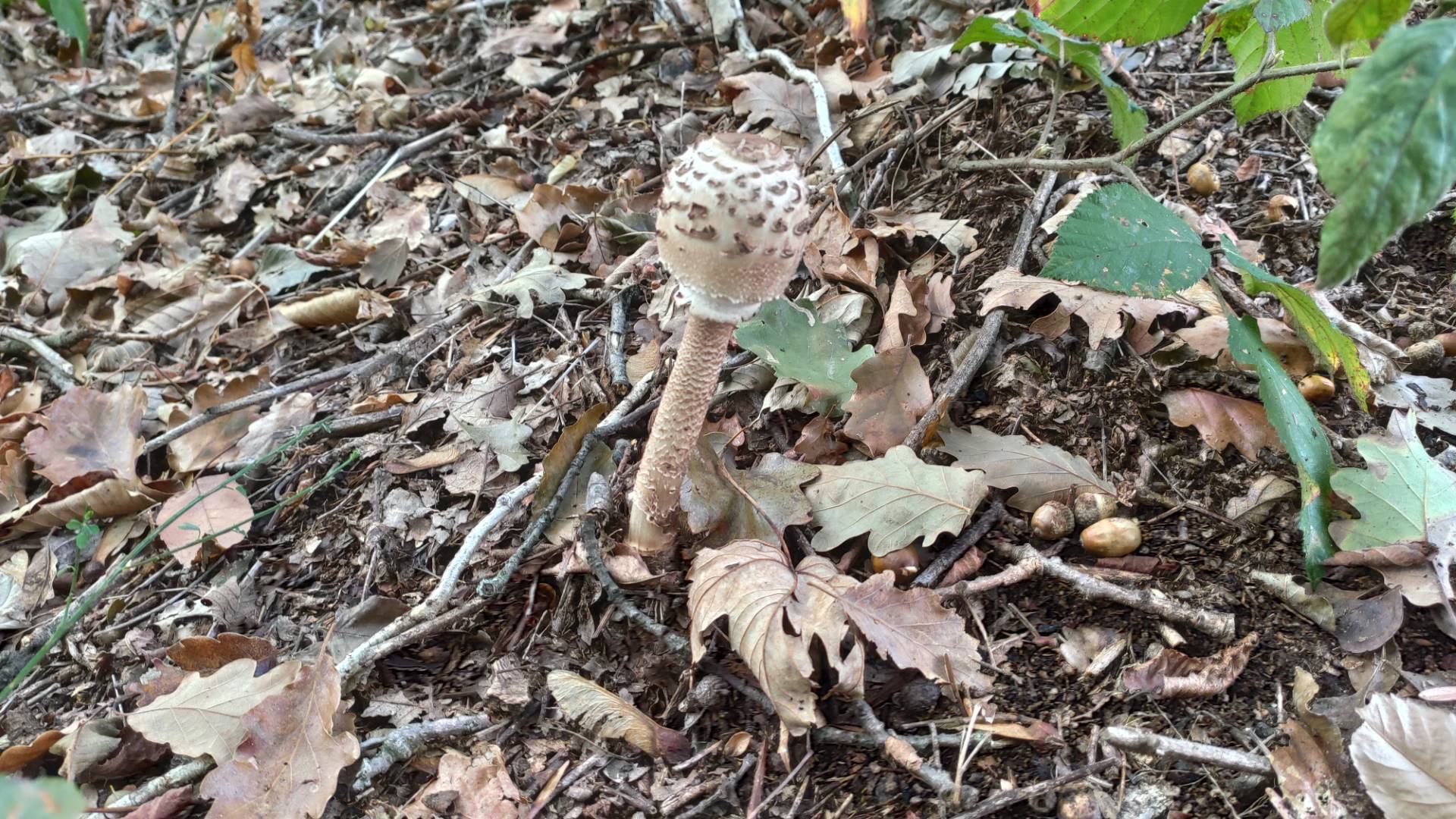 Stagione micologica e attenzione al consumo di funghi, esperti di ATS Insubria a disposizione dei cittadini