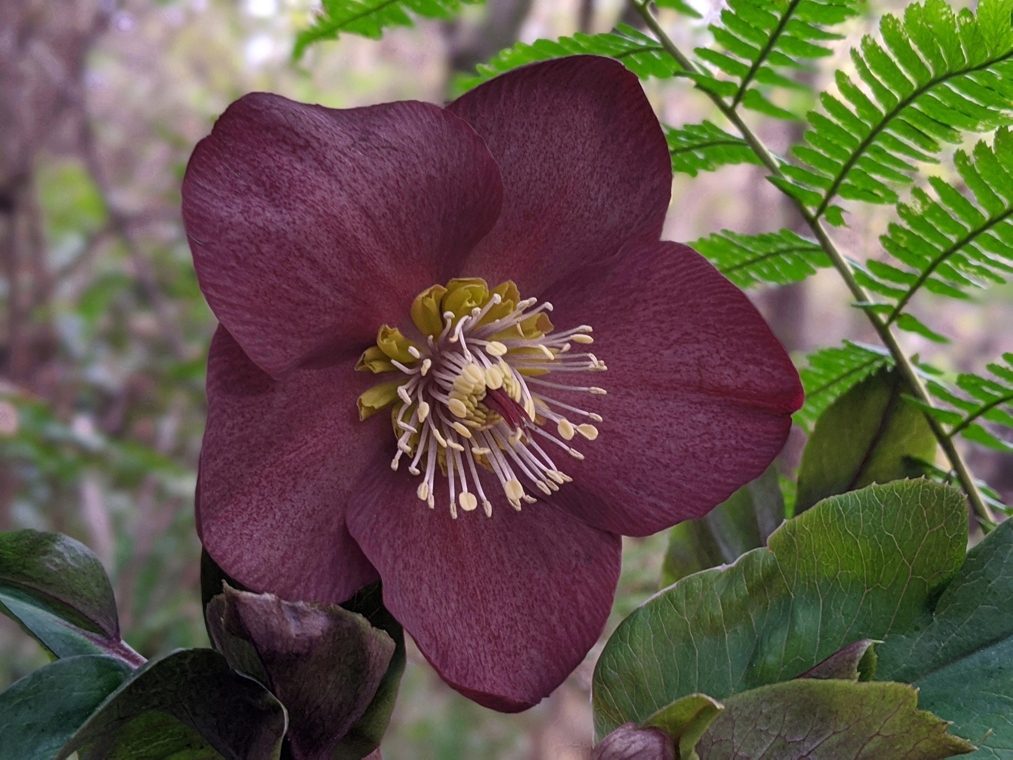 Un elleboro per Natale, il ricavato devoluto al “Fondo Amici di Orticolario” per progetti sociali e associazioni benefiche