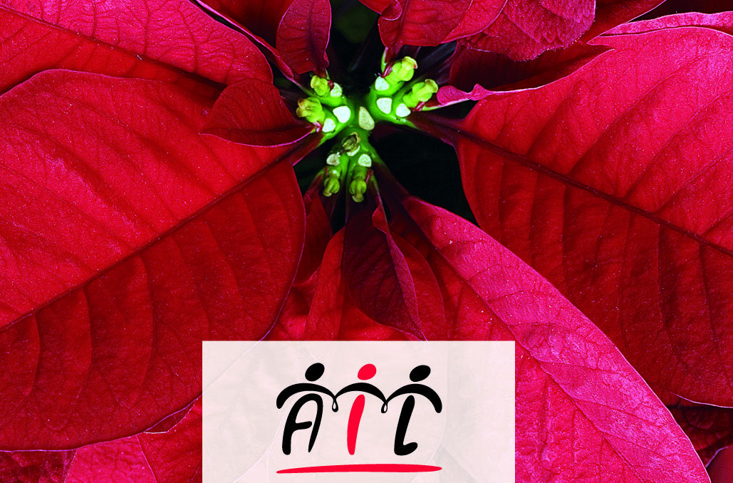 Solidarietà, l’Associazione contro le Leucemie (Ail) raddoppia: stella di Natale e sogni di cioccolato