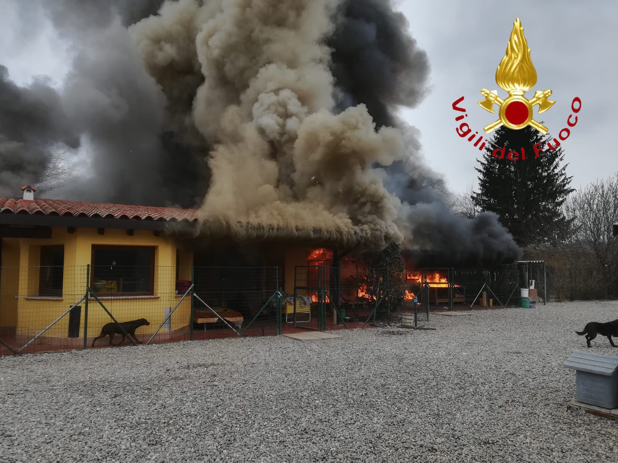 Olgiate Comasco, fiamme al canile. Quattro squadre dei vigili del fuoco per spegnere l’incendio. Salvi gli animali