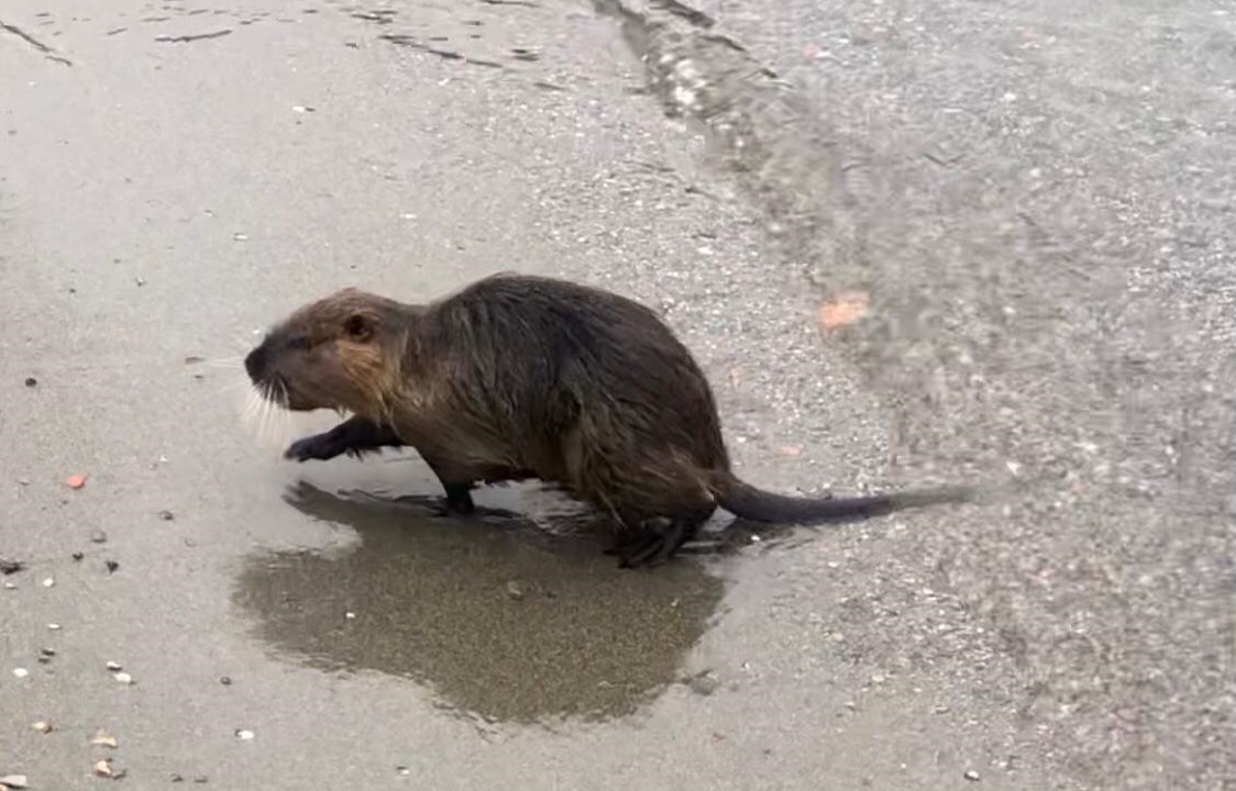 Una nutria tra i cigni e le anatre del Lario filmata nei pressi dell’Hangar di Como