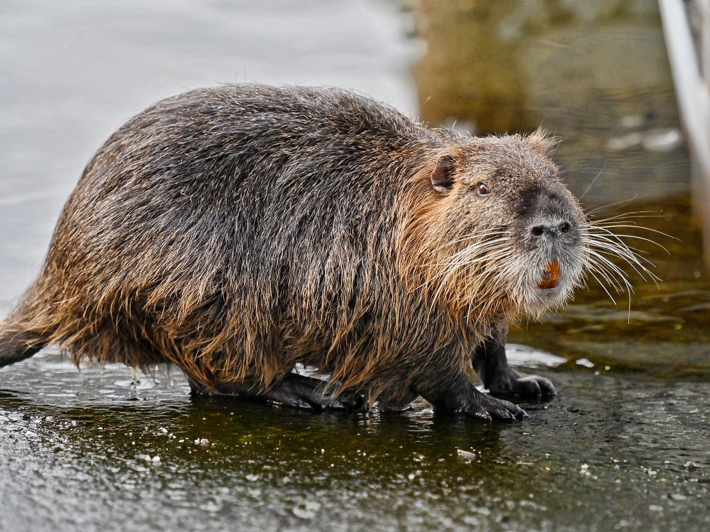 Nutria, sempre più esemplari, Trezzi (Coldiretti): “Correre ai ripari”