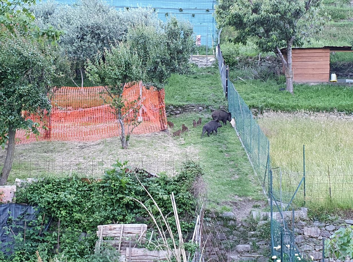 San Siro, un gruppo di cinghiali si avvicina alle abitazioni