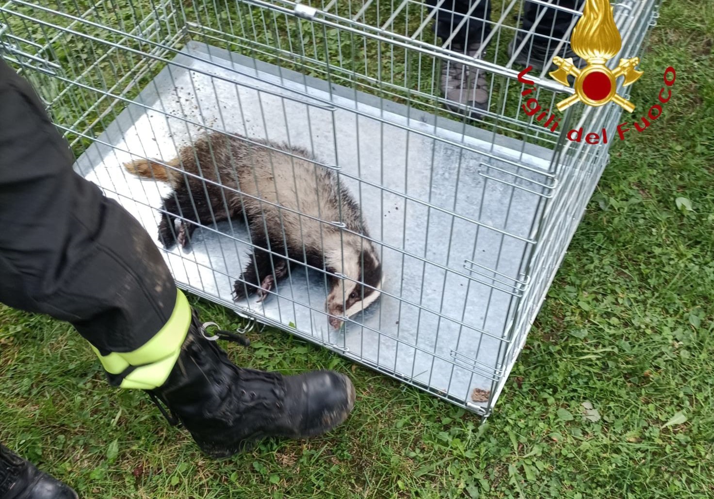 Il tasso salvato dai vigili del fuoco