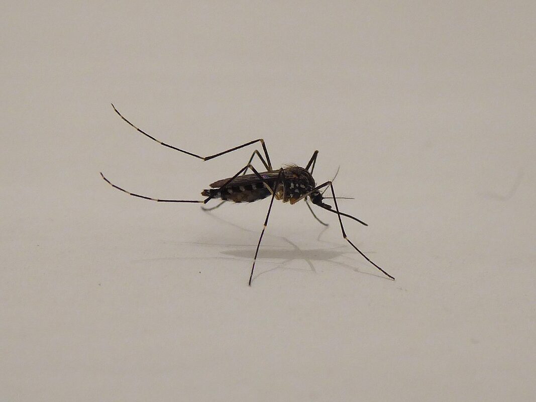 La zanzara coreana che non teme il freddo è già arrivata anche a Como