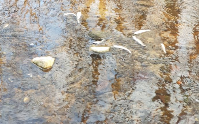 Schiuma e pesci morti nel torrente Lura. I cittadini si rivolgono alle autorità