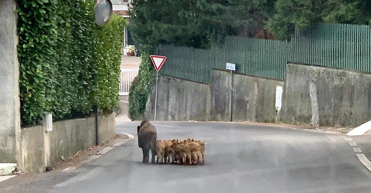 Cinghiali a spasso per la strada, il filmato