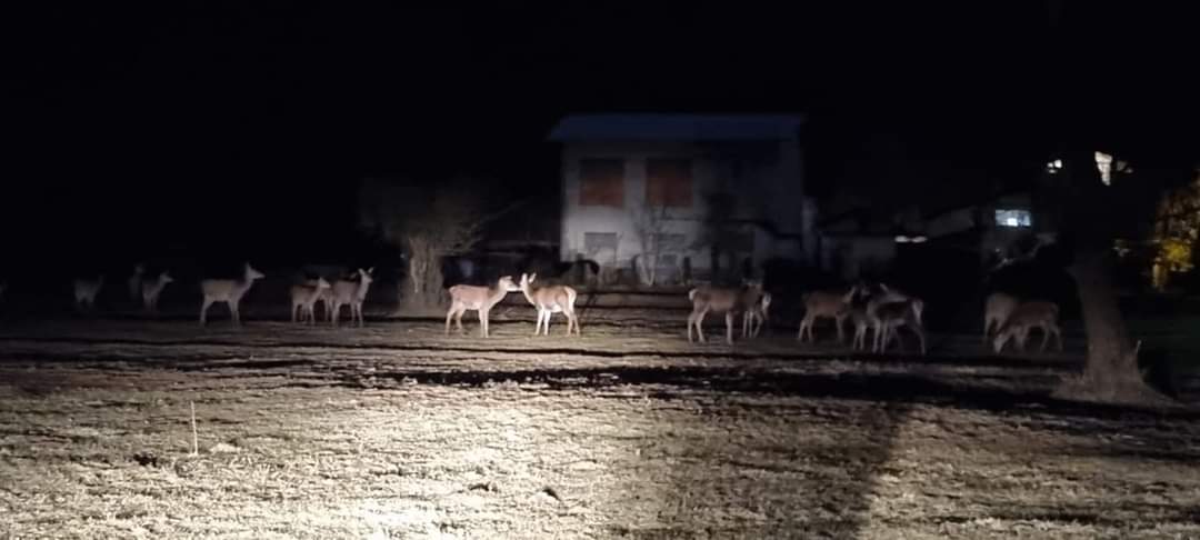 Emergenza ungulati: Regione incontra agricoltori ed enti locali