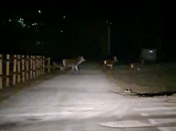 Va al lavoro e sulla strada incrocia una famiglia di cervi