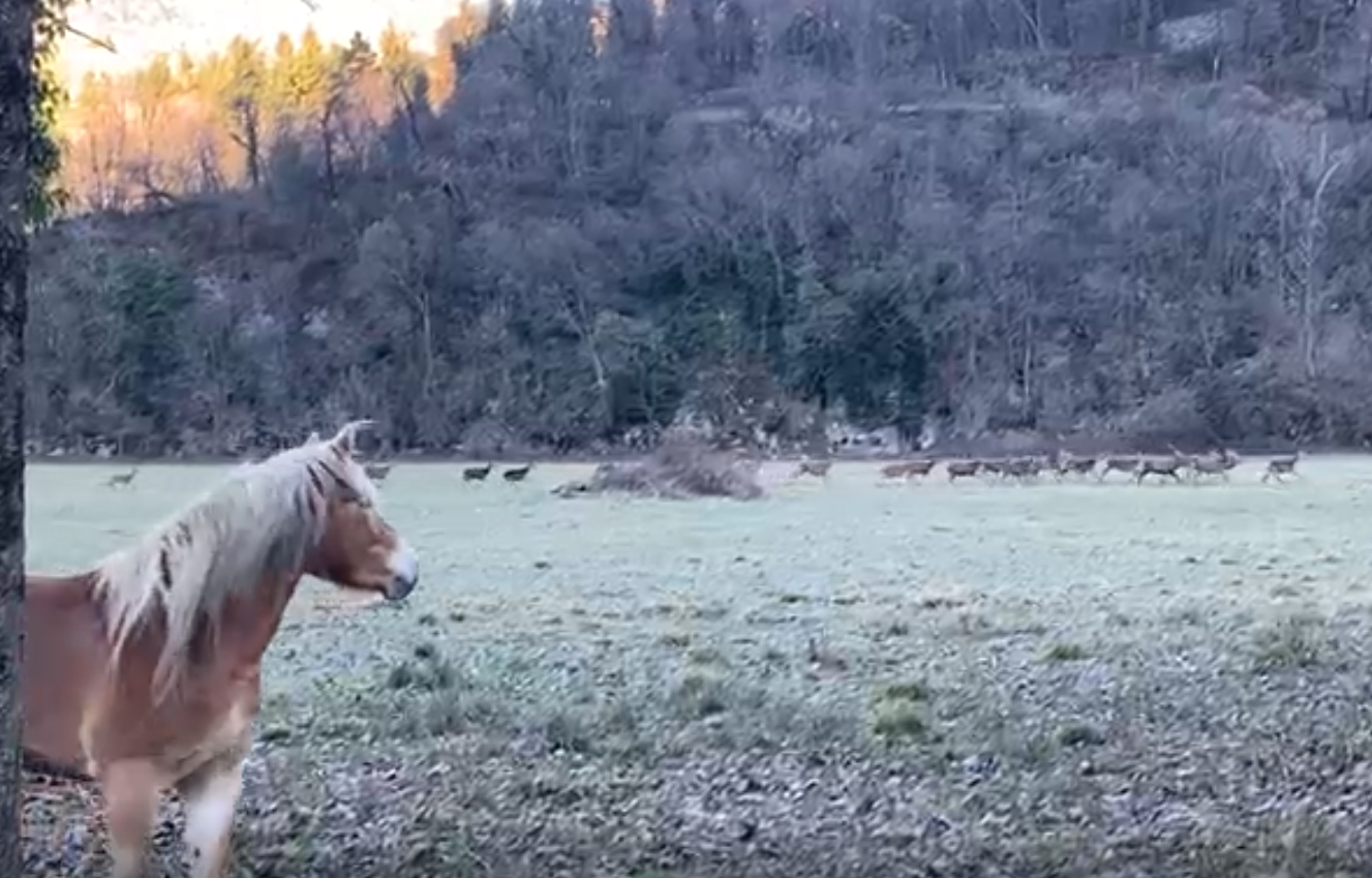Cervi nel Porlezzese, “Nessun agricoltore deve trasferirsi in Svizzera”
