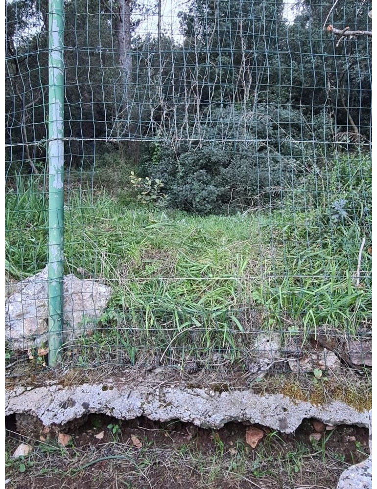 Daini fuggono da Zoosafari, ritrovati sette esemplari