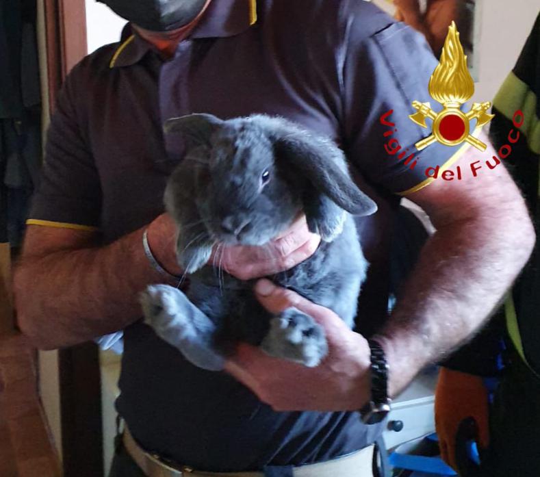 Coniglio finisce dietro l’armadio, intervento dei vigili del fuoco