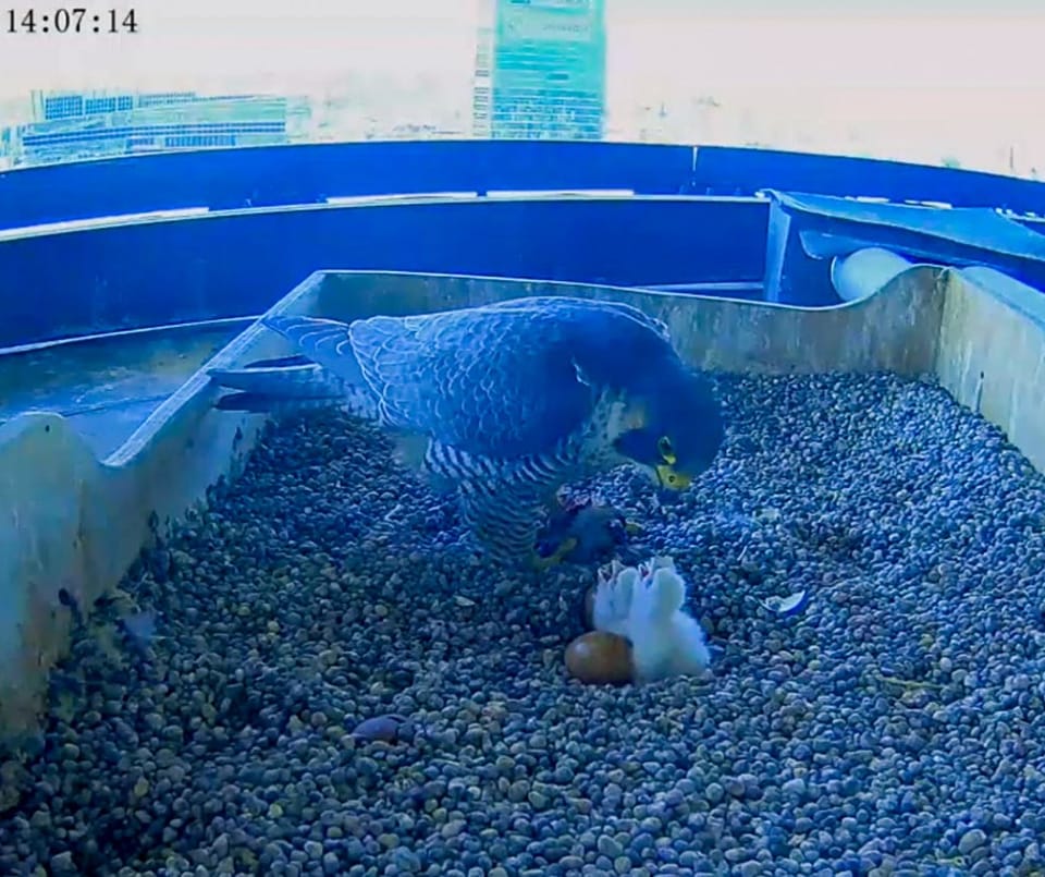 Pirellone, si sono schiuse le uova dei falchi pellegrini Giò e Giulia