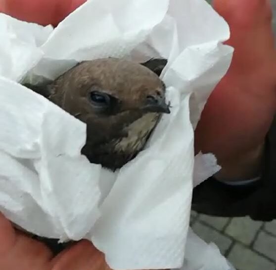 Rondone in un tombino, salvato in Comune