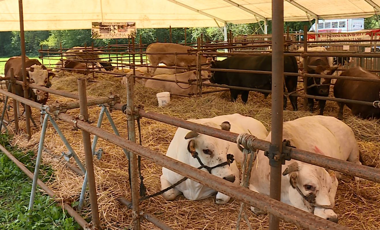 Alzate Brianza, taglio del nastro per la Fiera zootecnica