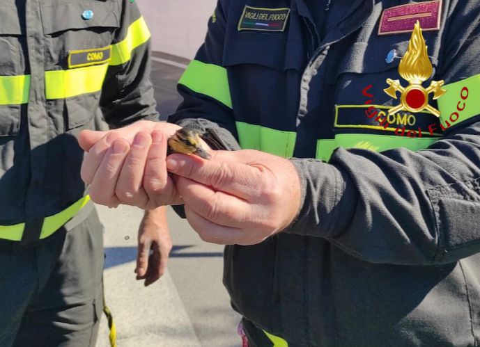 Cantù, i vigili del fuoco liberano un anatroccolo incastrato in un tombino