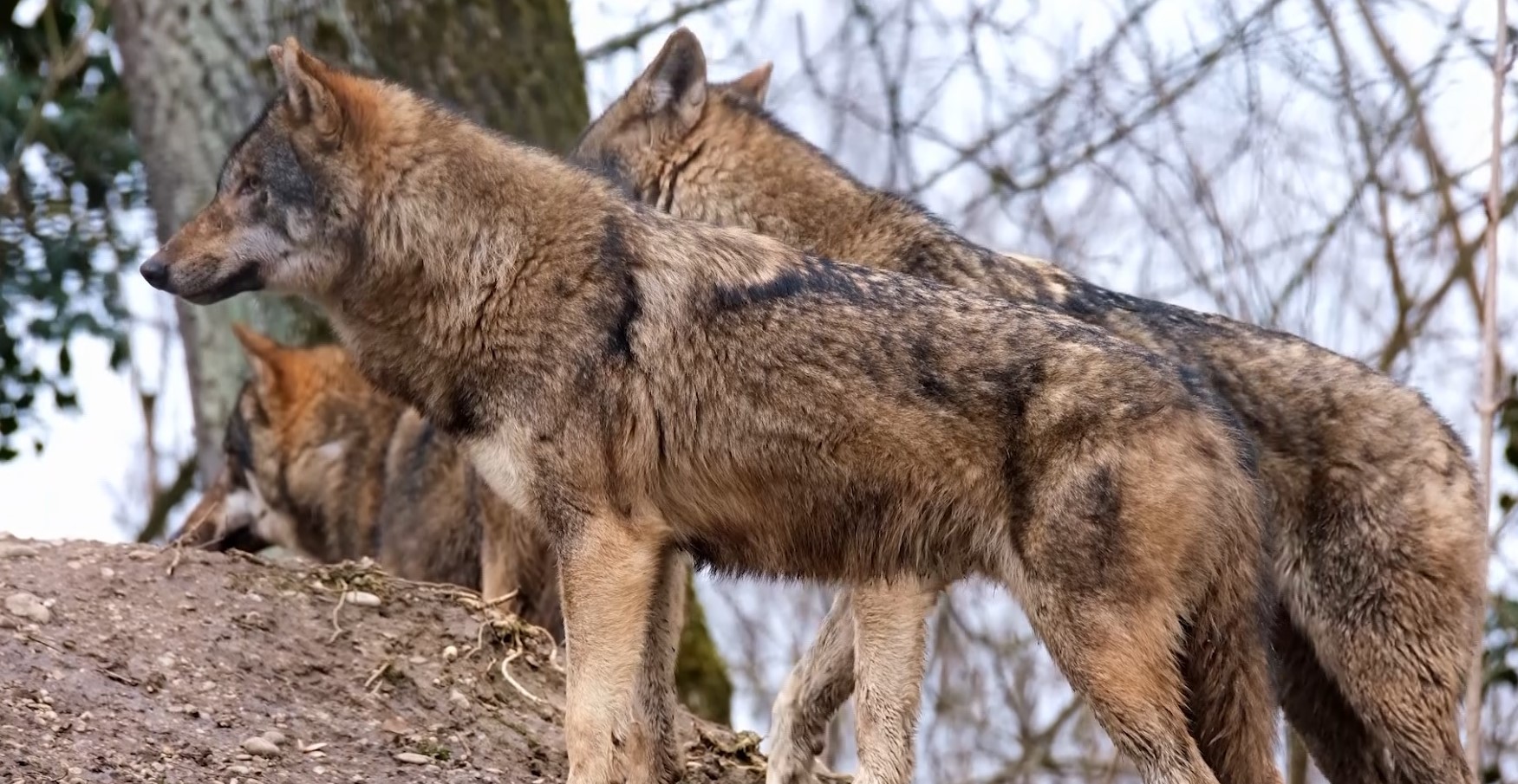 Ossuccio, sale in alpeggio per difendere le capre: allevatore aggredito da tre lupi