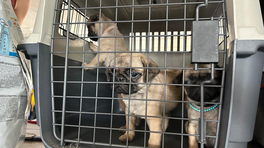 Chiasso, sette cuccioli con documenti contraffatti nel bagagliaio del suv