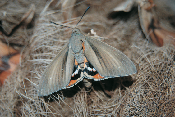 Ticino, farfalla infestante diffusa fra Locarnese e Lugano
