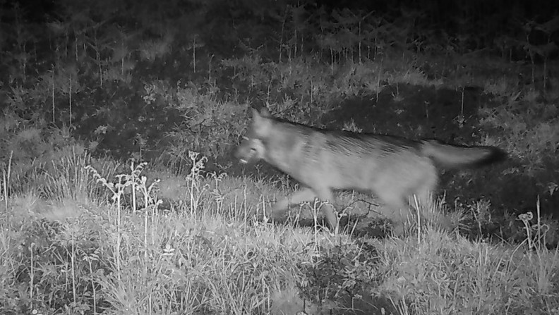 Val Colla, fotografato un cucciolo di lupo