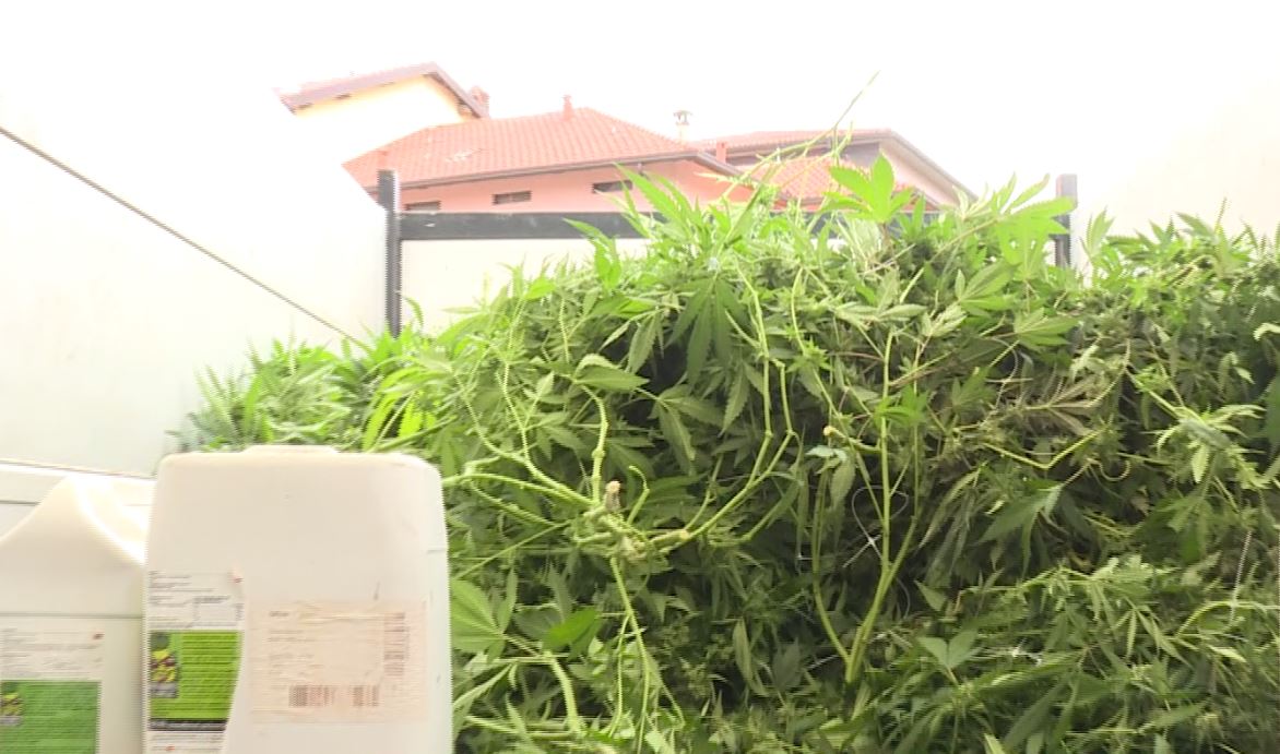 Maxi sequestro di marijuana in un capannone dismesso di Cermenate. Un arresto